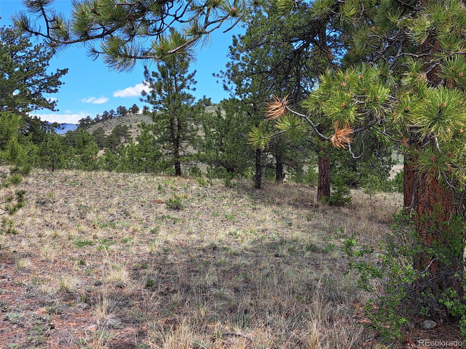 744 Julia Road Guffey, CO 80820 - Photo 14 of 37 a backyard of a house with lots of green space