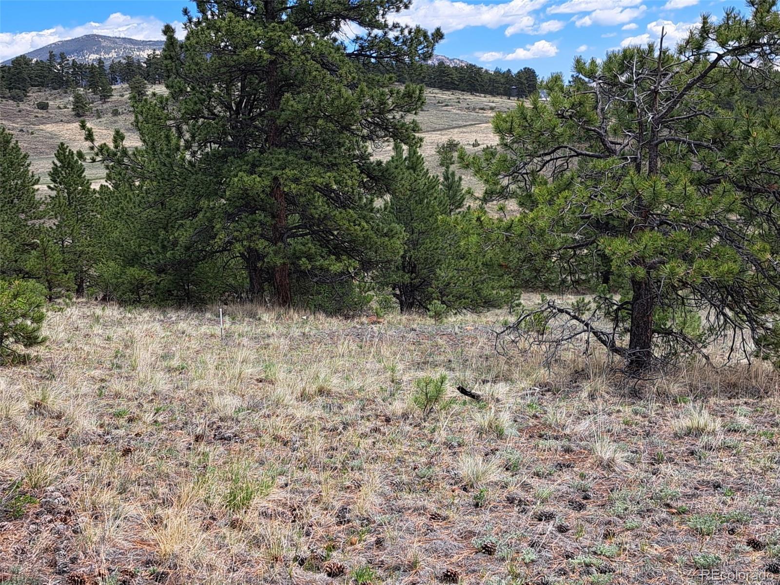 744 Julia Road Guffey, CO 80820 - Photo 18 of 37 a view of a yard with a tree