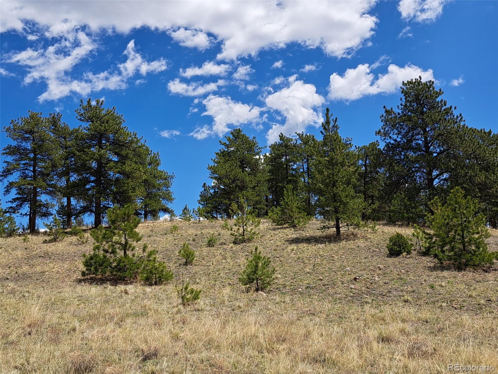 744 Julia Road Guffey, CO 80820 - Photo 21 of 37 a view of a dry yard with lots of trees
