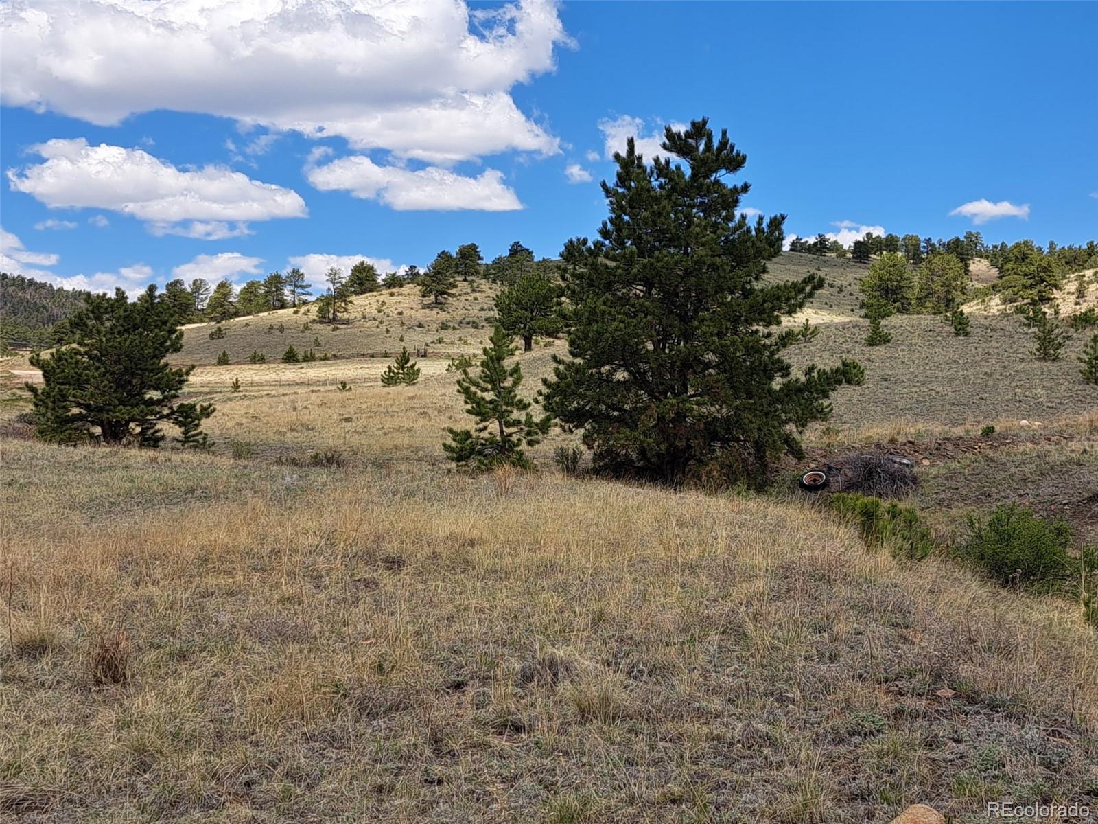 744 Julia Road Guffey, CO 80820 - Photo 22 of 37 a view of a dry yard with trees