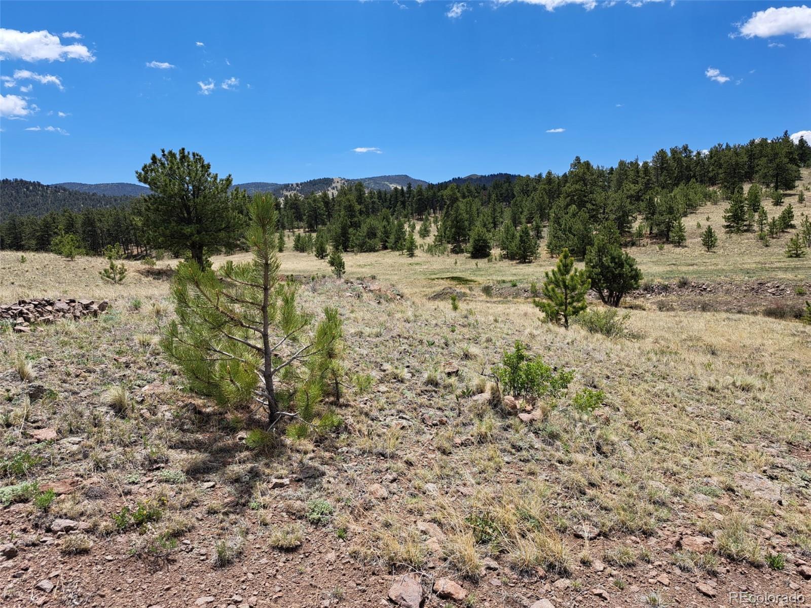 744 Julia Road Guffey, CO 80820 - Photo 24 of 37 a view of a yard with a tree
