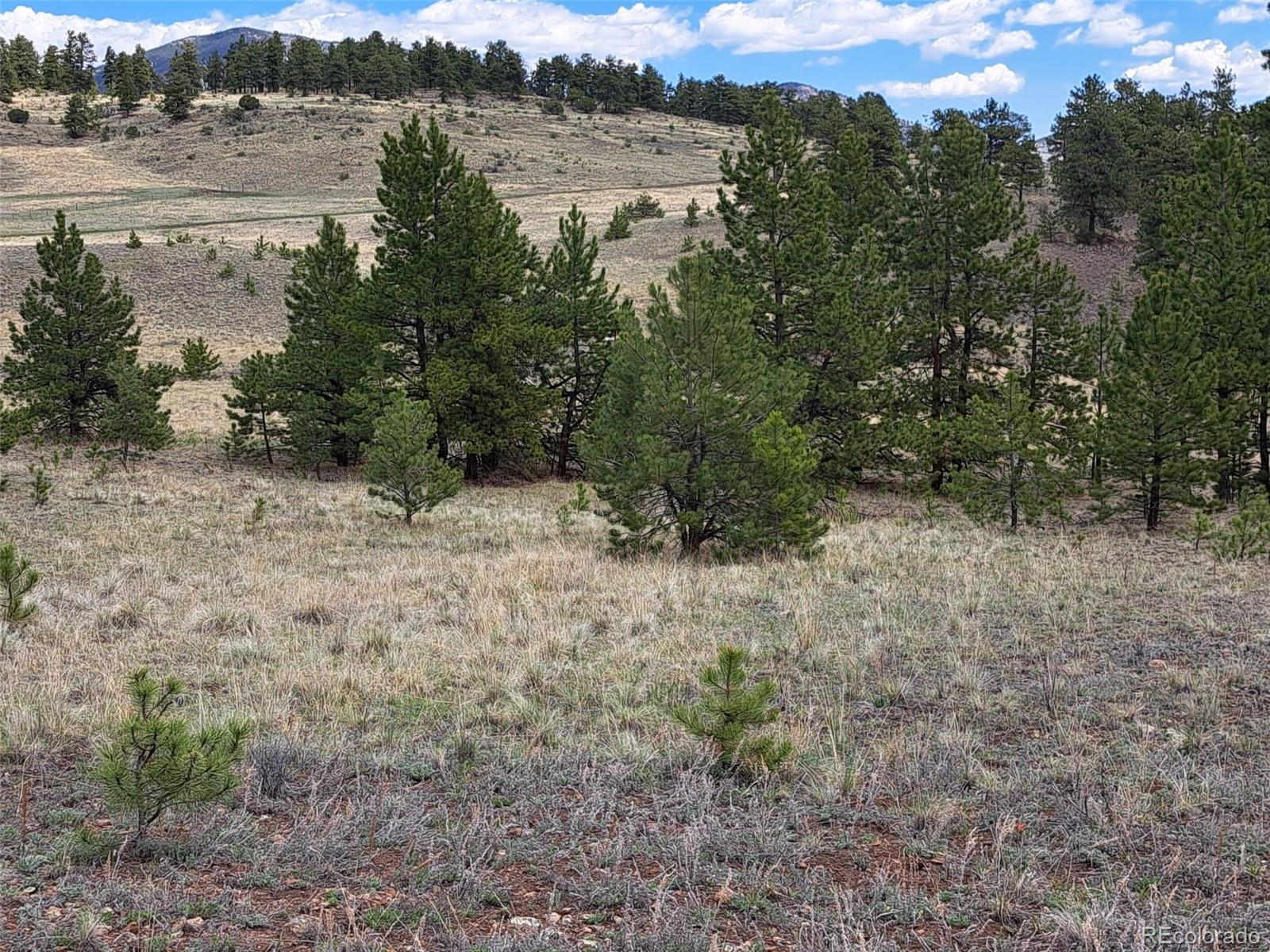 744 Julia Road Guffey, CO 80820 - Photo 3 of 37 a view of a forest with trees in the background