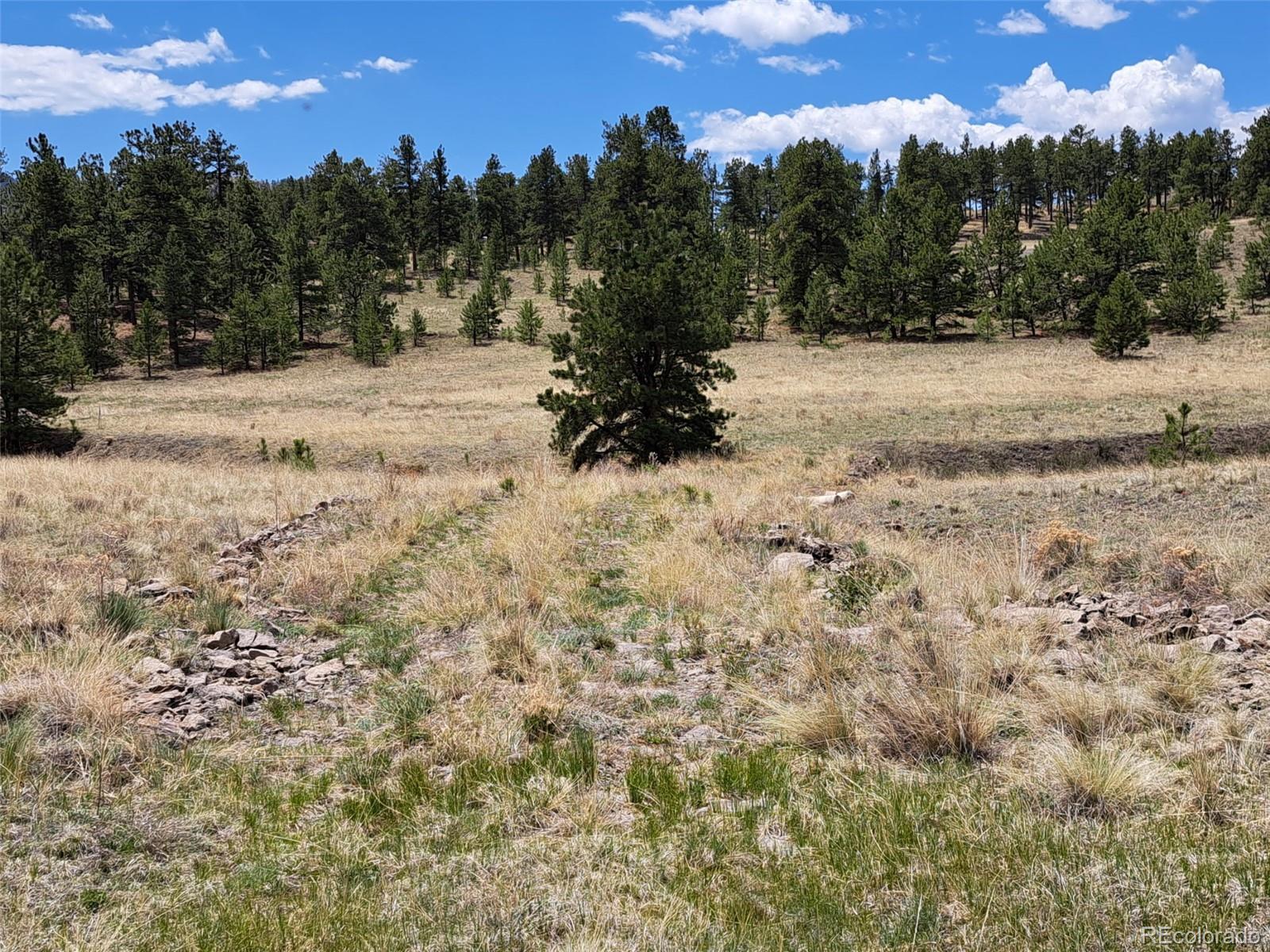 744 Julia Road Guffey, CO 80820 - Photo 4 of 37 a view of outdoor space and trees