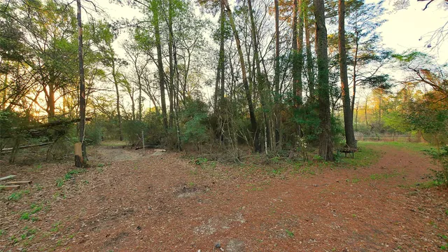 a view of a forest with trees in the background