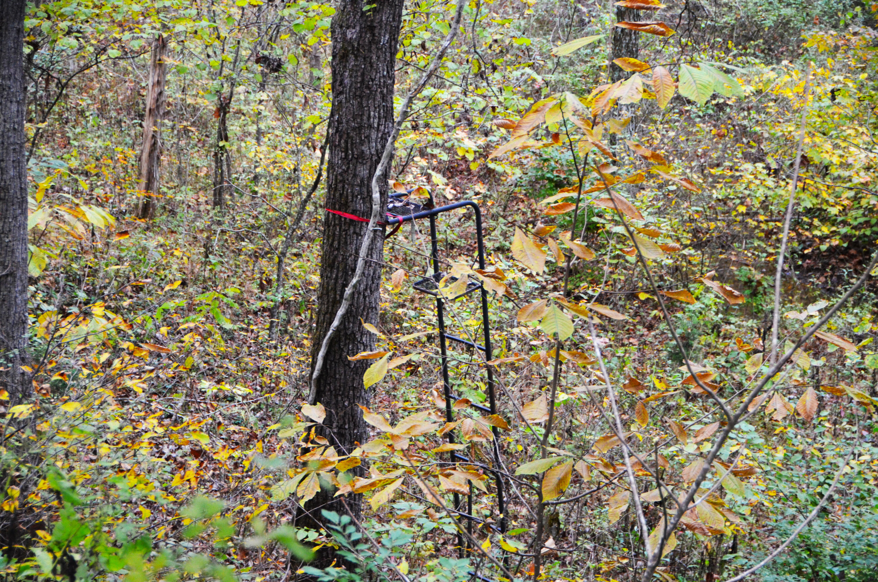 240 Iron Works Road Irvine, KY 40336 - Photo 58 of 68 Hunting skills