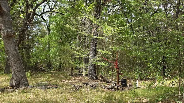 a view of a yard with plants and trees