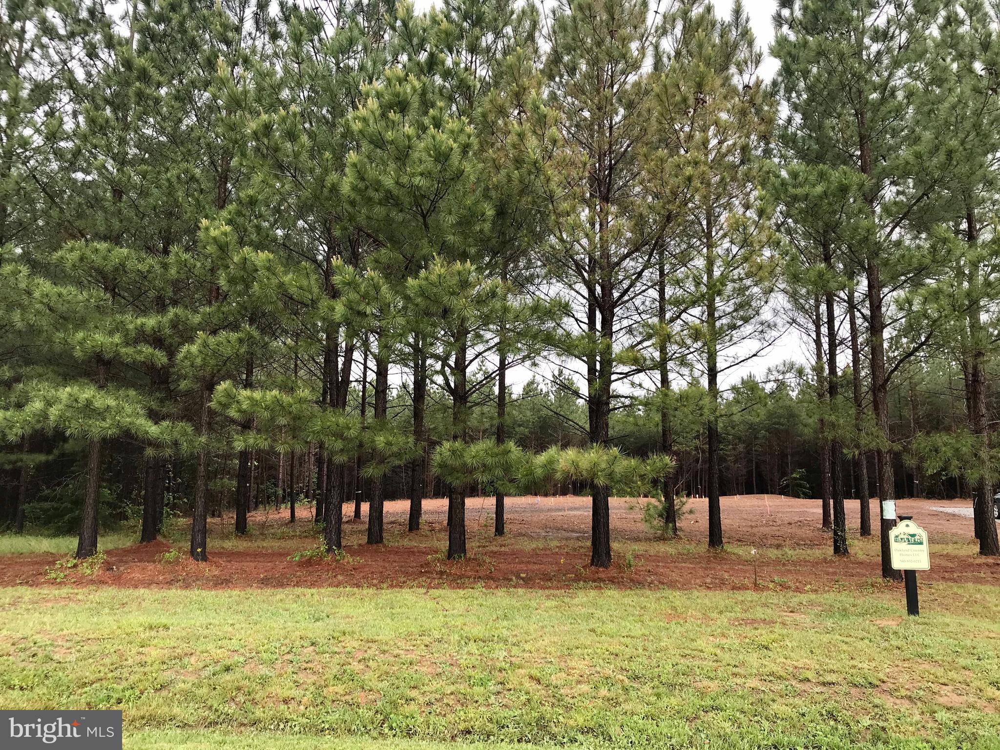 1565 Dongola Road Bumpass, VA 23024 - Photo 4 of 6 Beautiful pines