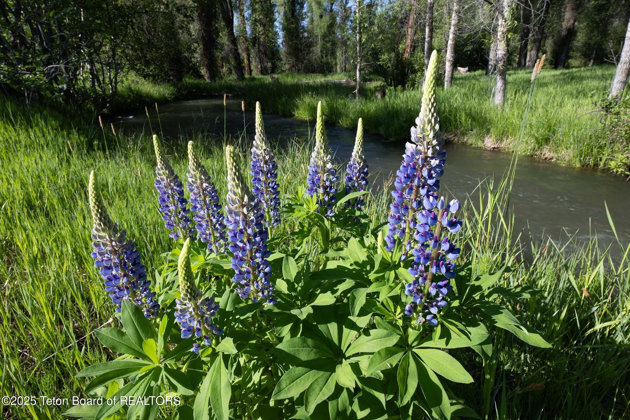 55 South Ely Springs Road Jackson, WY 83001 - Photo 17 of 69 ely-springs-real-estate-jackson-hole-305