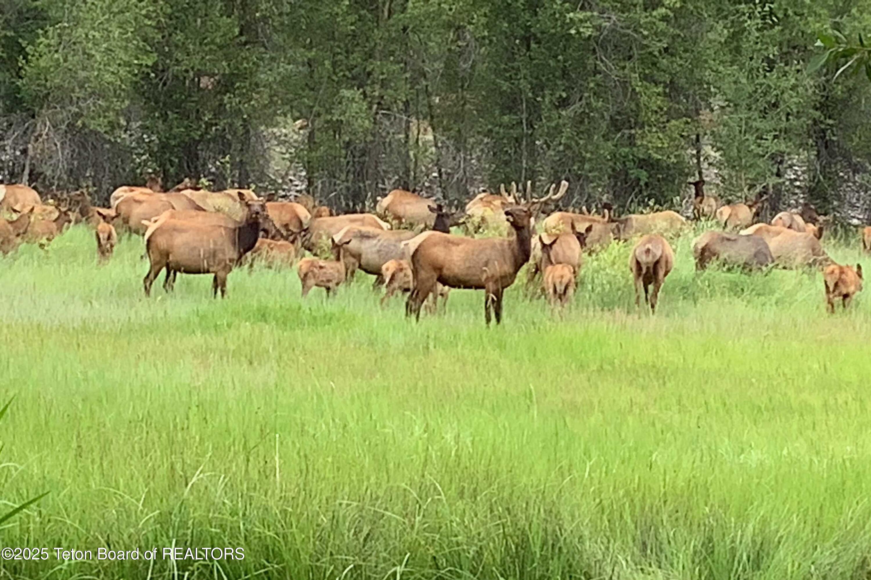 55 South Ely Springs Road Jackson, WY 83001 - Photo 63 of 69 RR Lodge