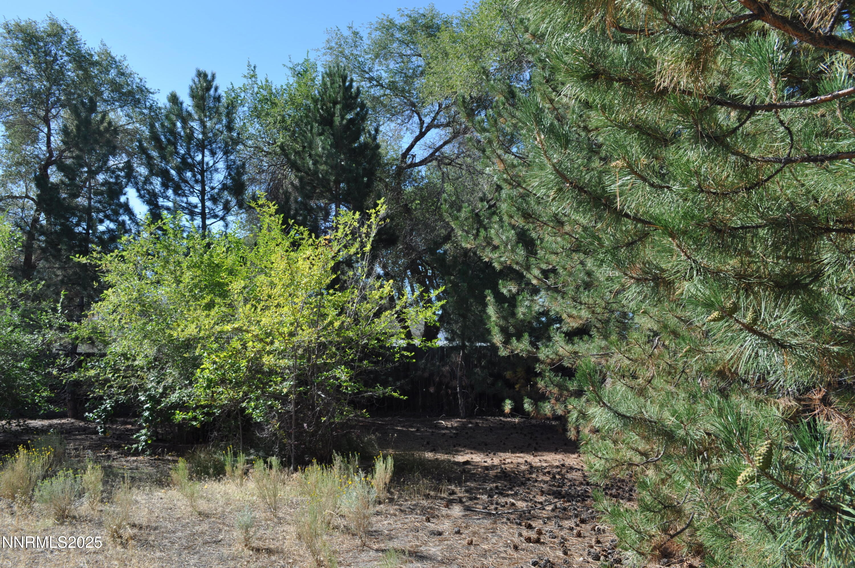 17940 Cold Springs Drive Reno, NV 89508 - Photo 15 of 21 a view of a yard with plants and large trees