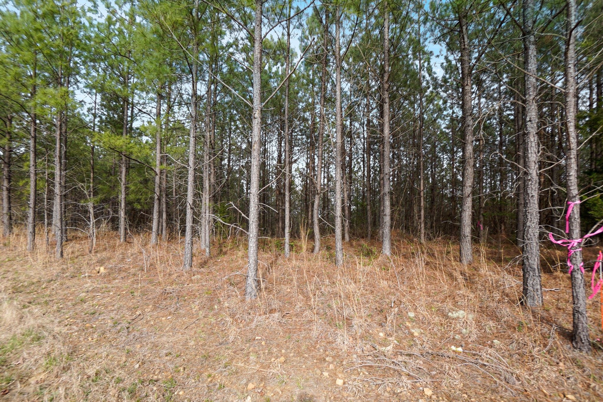 17 Ribbon Branch Road Dover, TN 37058 - Photo 2 of 11 Gallery Image 2