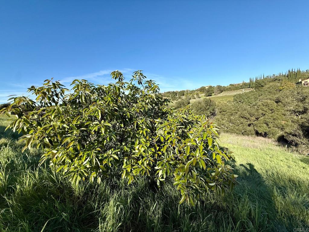 0 Palomar Drive Fallbrook, CA 92028 - Photo 11 of 21