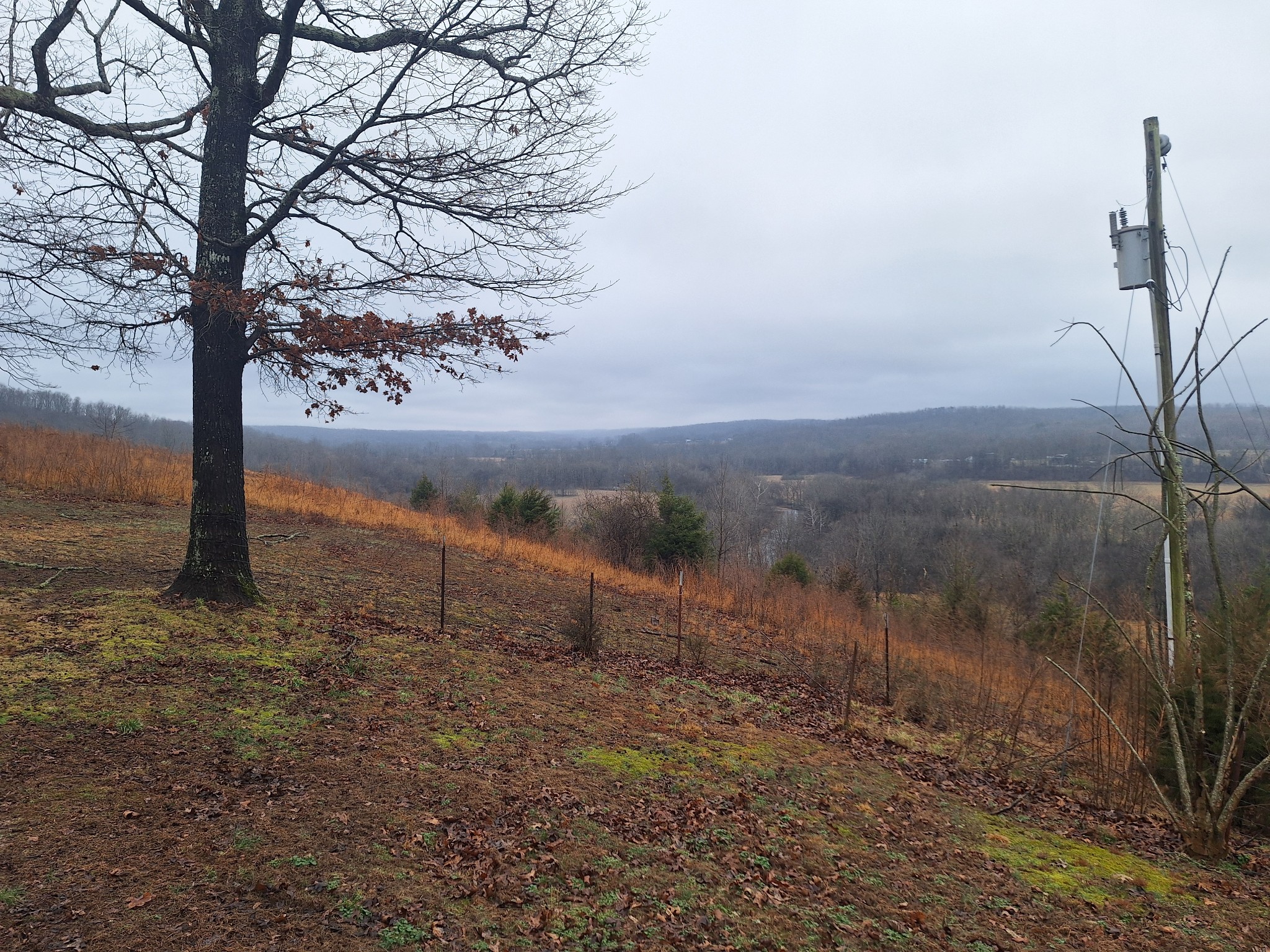 199 Dixon Ln. Waynesboro, TN 38485 - Photo 25 of 52 a view of a yard with a tree