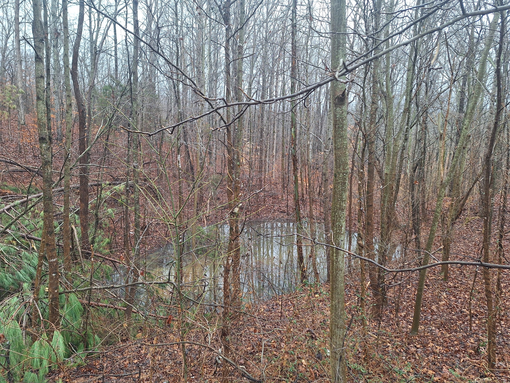 199 Dixon Ln. Waynesboro, TN 38485 - Photo 35 of 52 a view of a yard