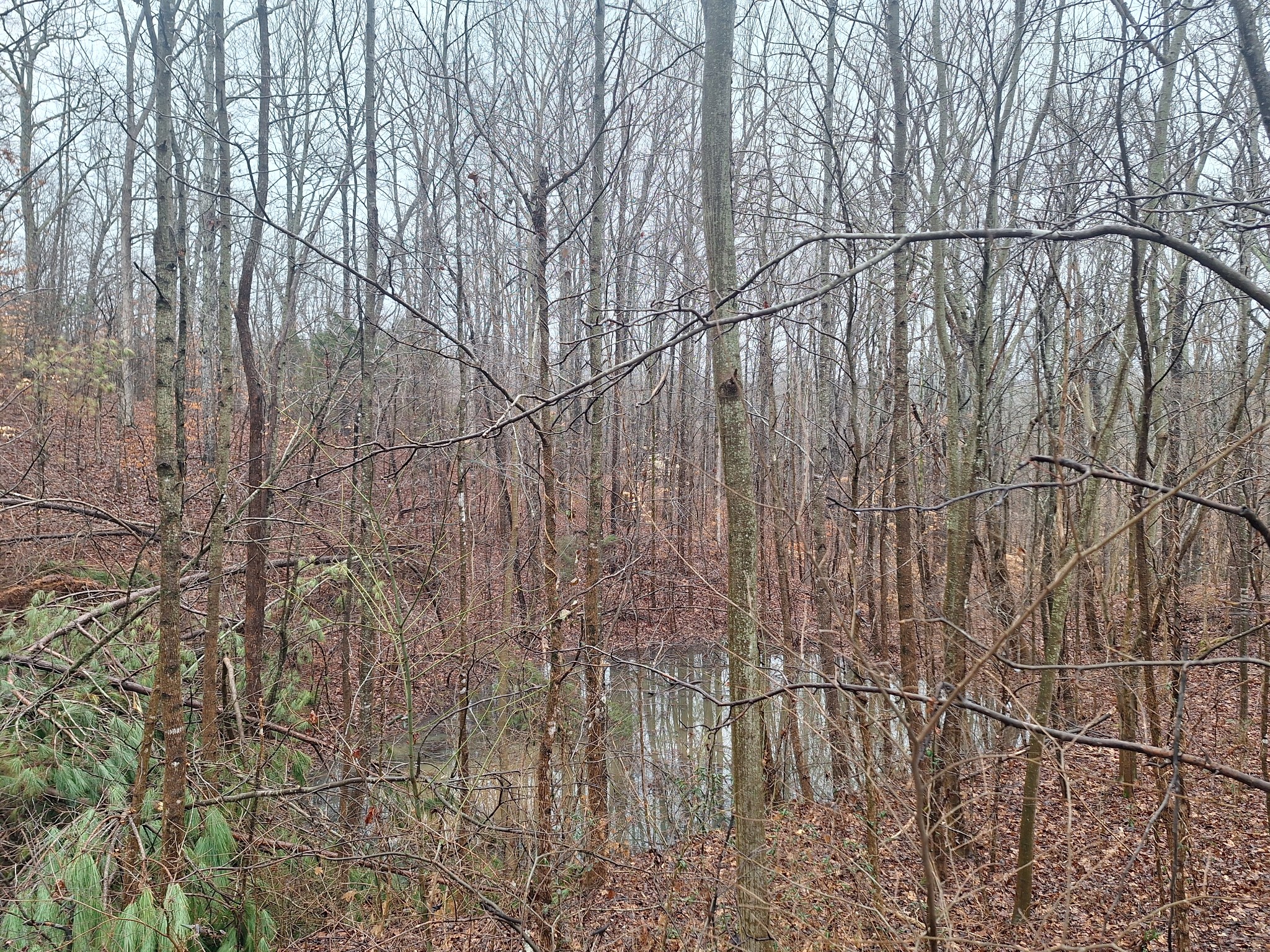 199 Dixon Ln. Waynesboro, TN 38485 - Photo 36 of 52 a backyard of a house with lots of trees