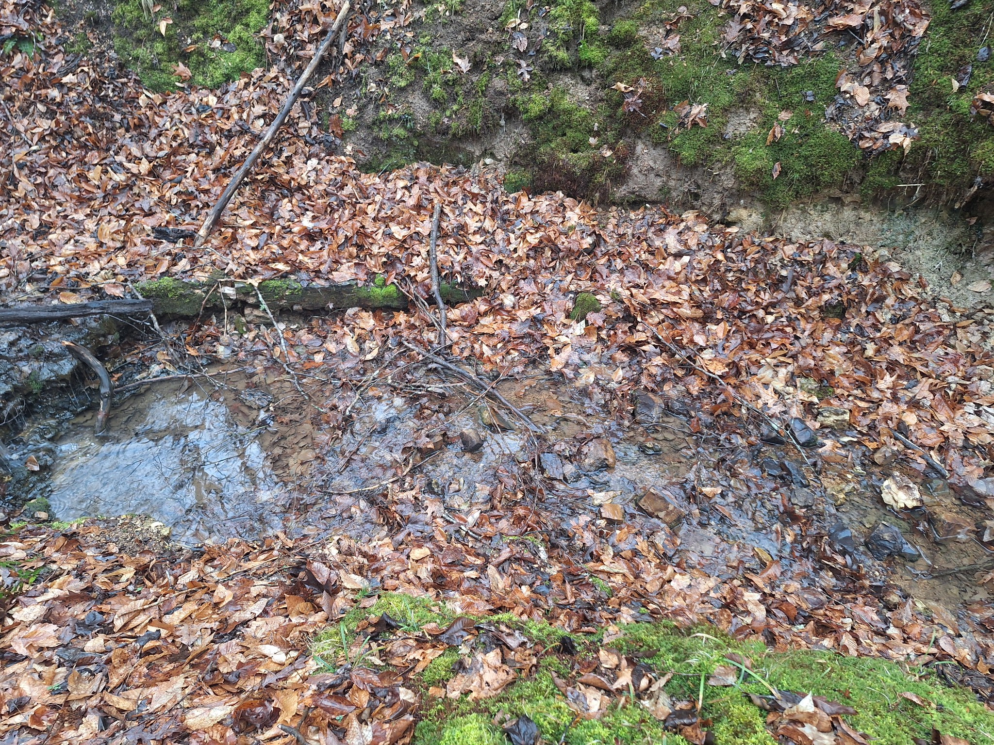 199 Dixon Ln. Waynesboro, TN 38485 - Photo 39 of 52 a picture of trees