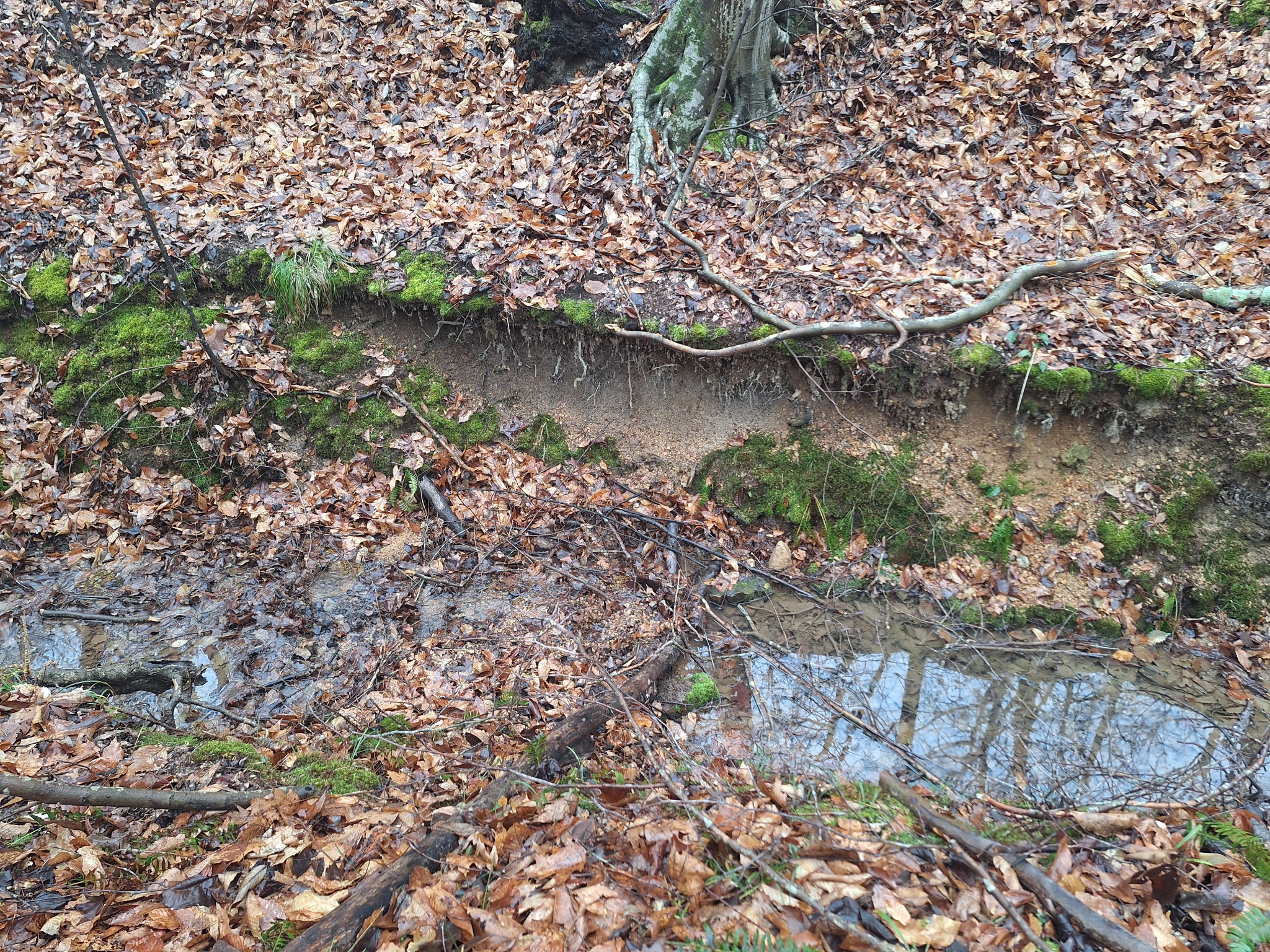 199 Dixon Ln. Waynesboro, TN 38485 - Photo 41 of 52 a view of a lake with a mountain view