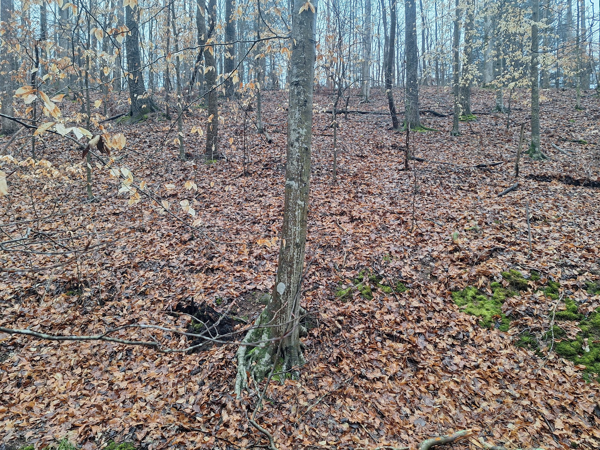 199 Dixon Ln. Waynesboro, TN 38485 - Photo 43 of 52