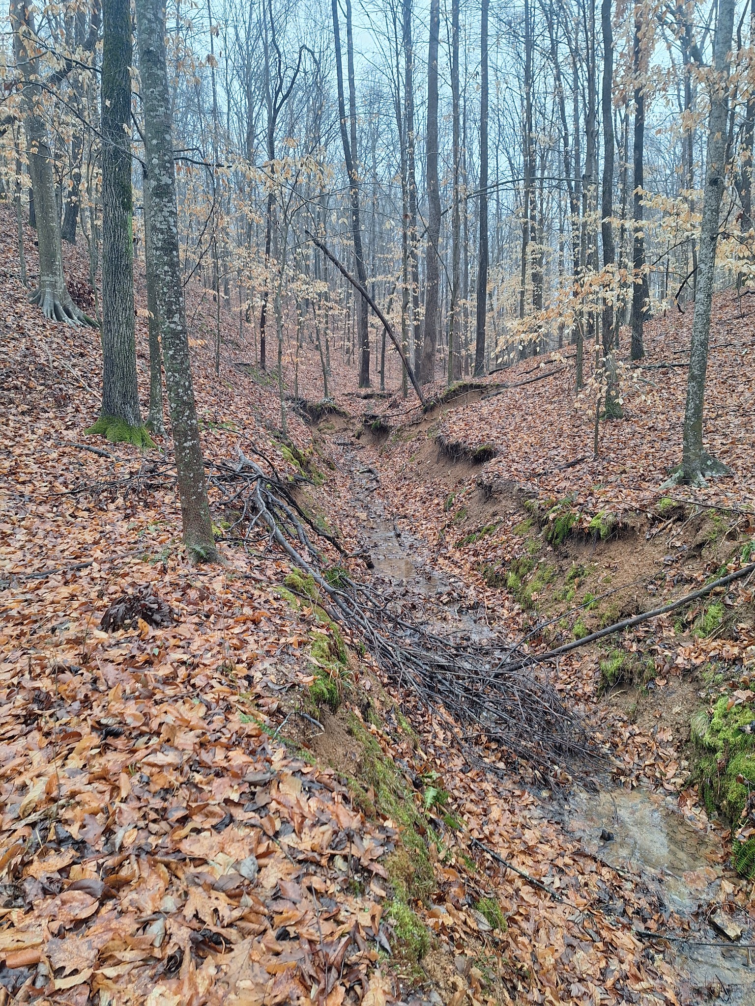 199 Dixon Ln. Waynesboro, TN 38485 - Photo 44 of 52 a view of backyard with green space