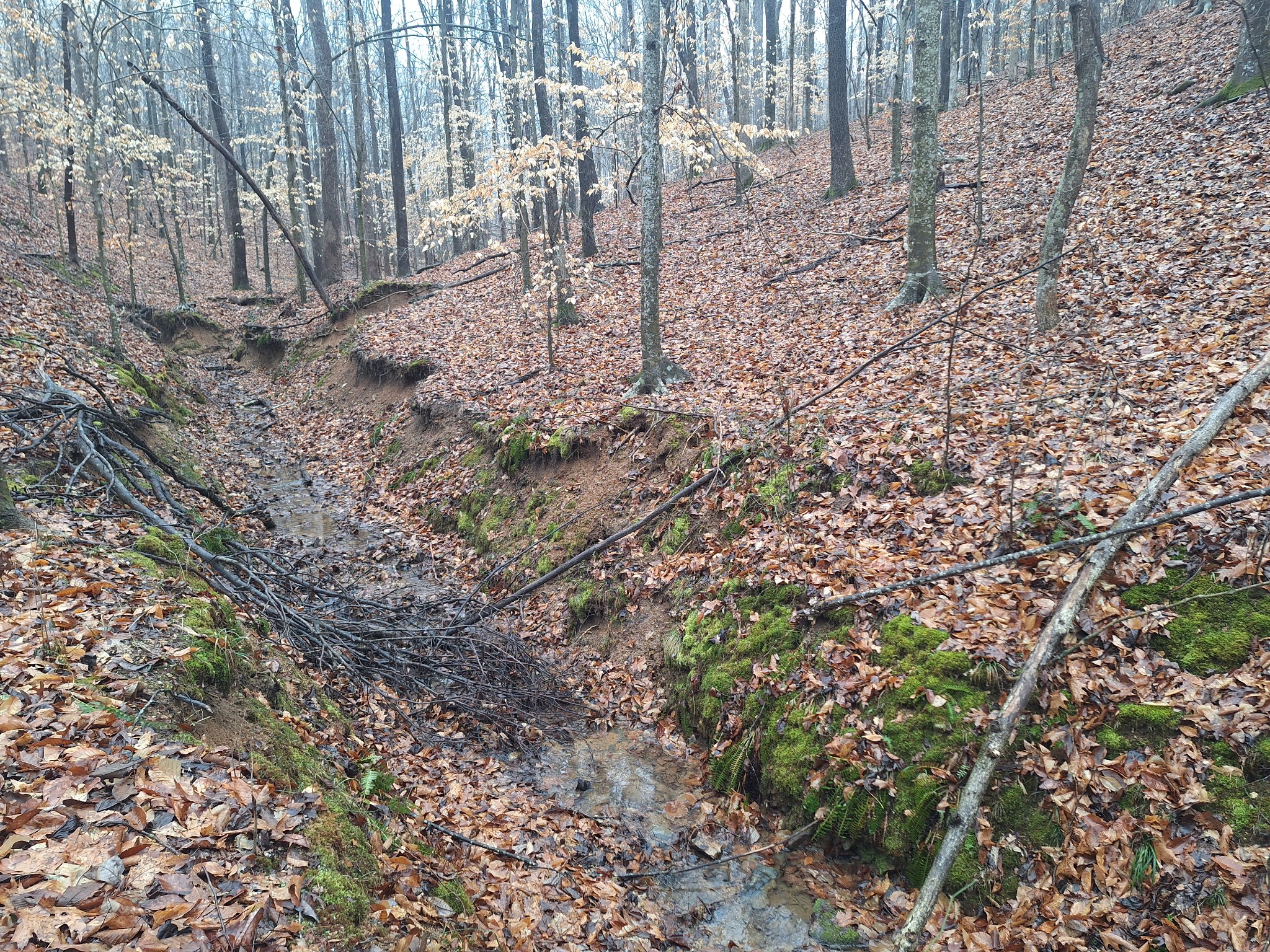 199 Dixon Ln. Waynesboro, TN 38485 - Photo 45 of 52 a view of a yard with a tree