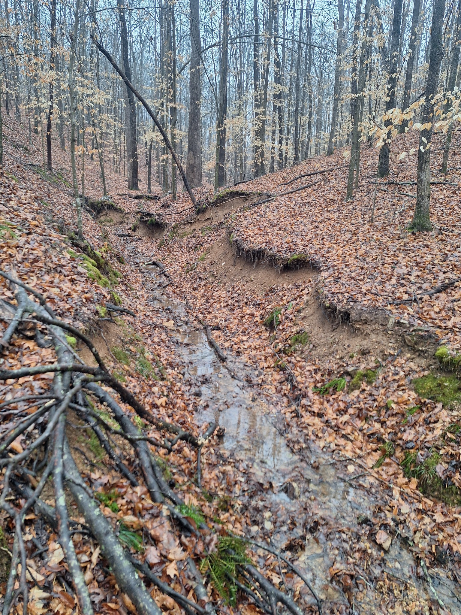 199 Dixon Ln. Waynesboro, TN 38485 - Photo 46 of 52 a backyard of a house with lots of green space