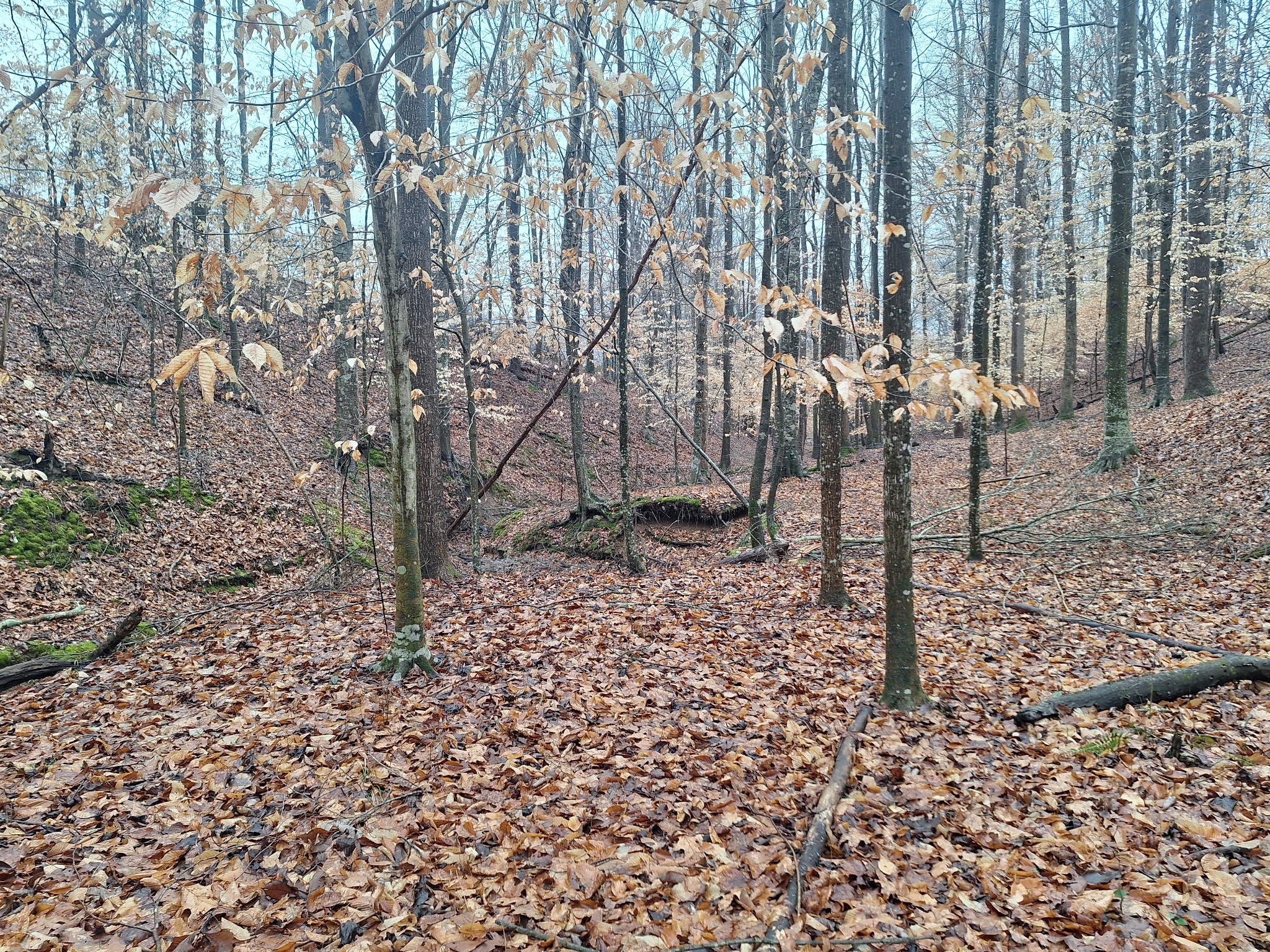 199 Dixon Ln. Waynesboro, TN 38485 - Photo 47 of 52 a view of a backyard