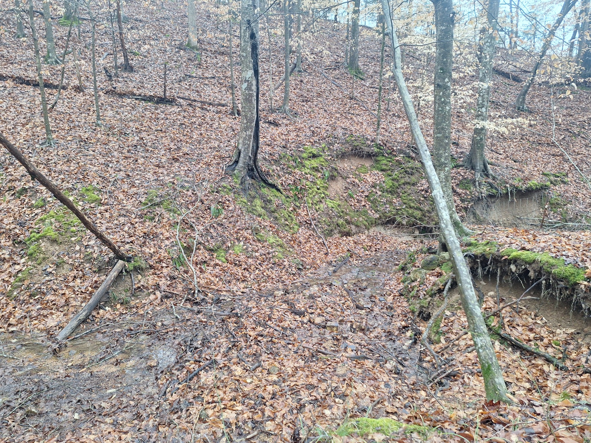 199 Dixon Ln. Waynesboro, TN 38485 - Photo 48 of 52 a view of a yard with plants and a bench