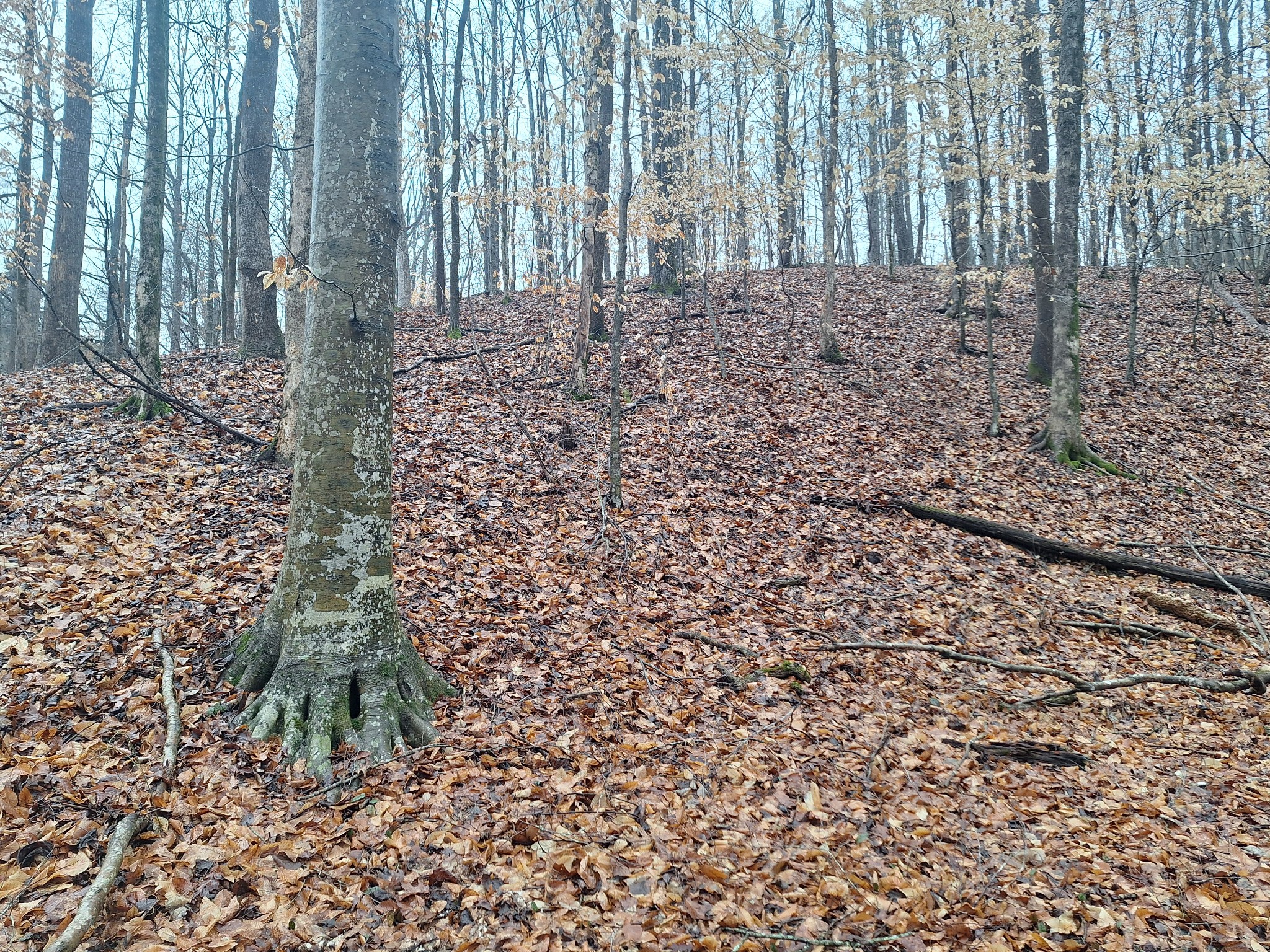 199 Dixon Ln. Waynesboro, TN 38485 - Photo 49 of 52 a view of wooden floor