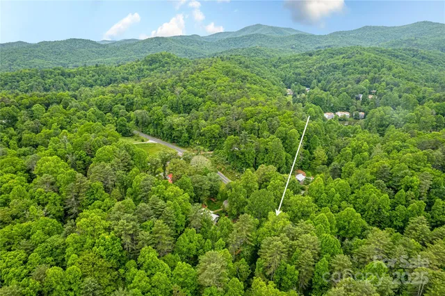 a view of a lush green forest with trees in the background