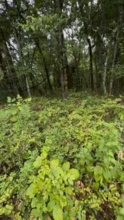 a view of outdoor space and a fountain