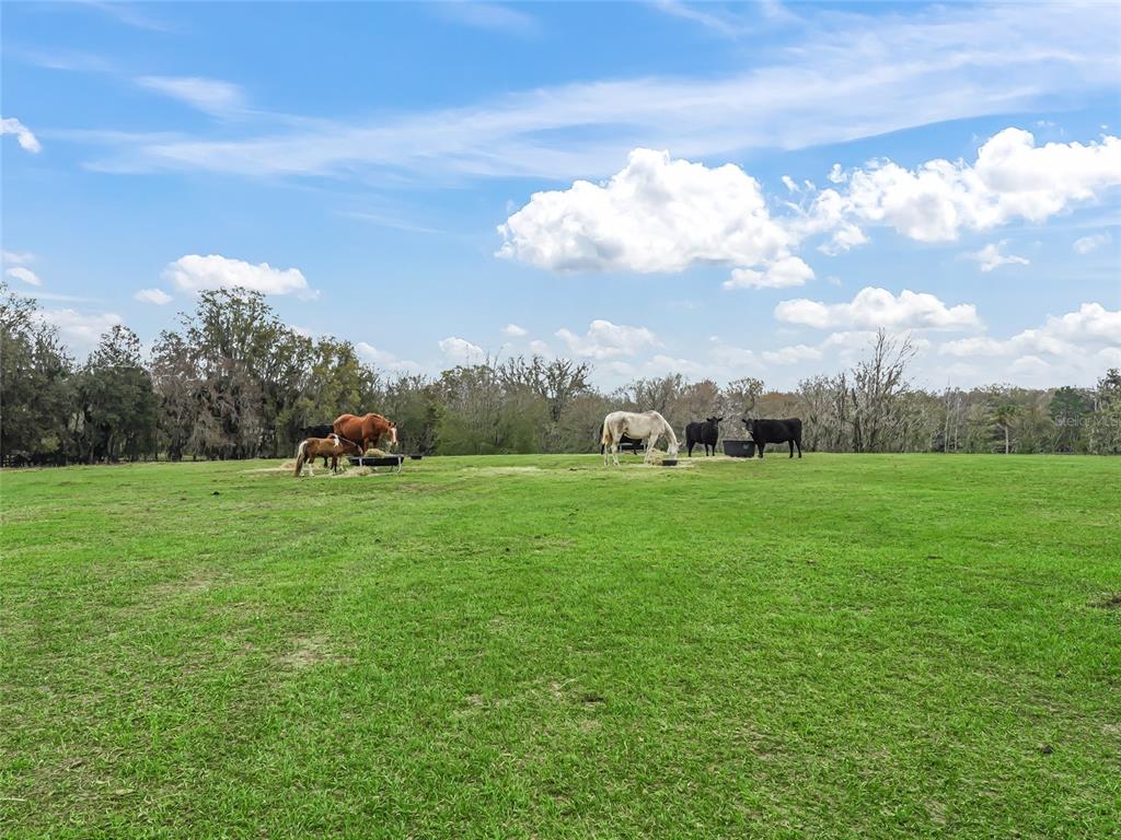 6994 Northwest Highway 320 Micanopy, FL 32667 - Photo 34 of 45 a view of green field with house in the background