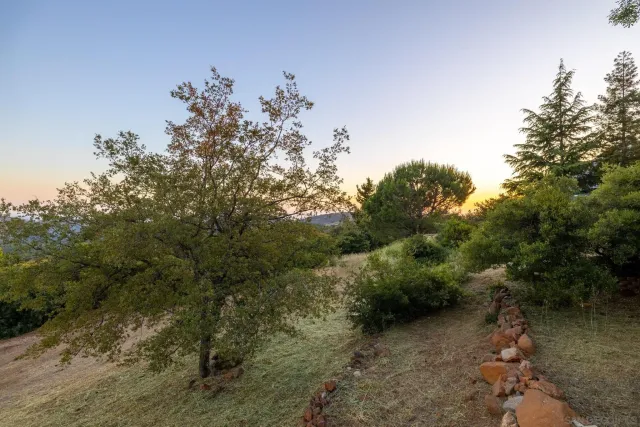 a view of a forest with a tree