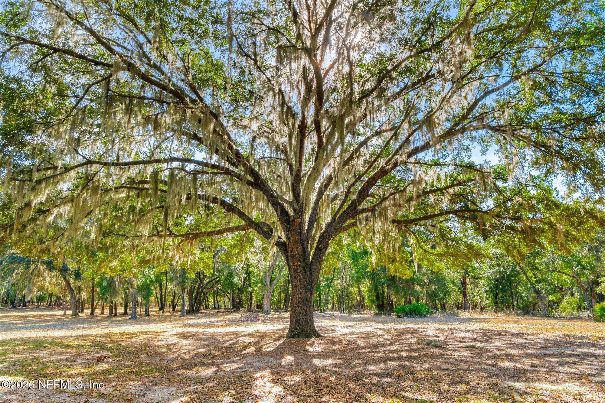 118 Hooks Lake Road Melrose, FL 32666 - Photo 44 of 61 a view of outdoor space with deck and tree