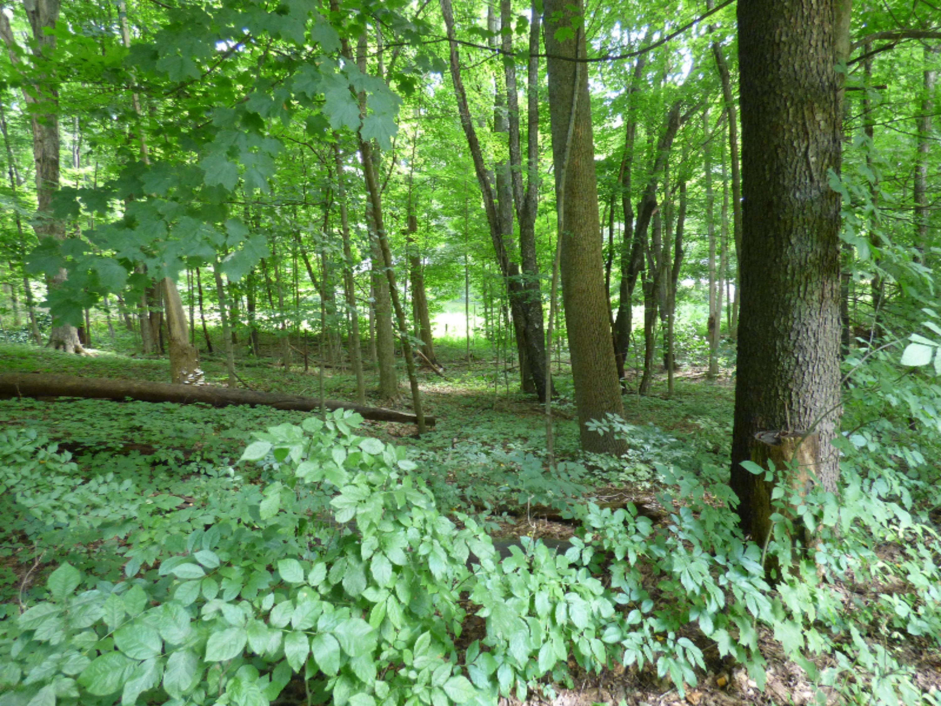 1709 Harrah Road Niles, MI 49120 - Photo 19 of 65 P1060235