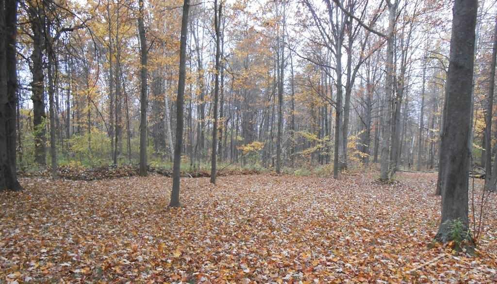 6760 South Steel Road St. Charles, MI 48655 - Photo 34 of 43 Fall Yard