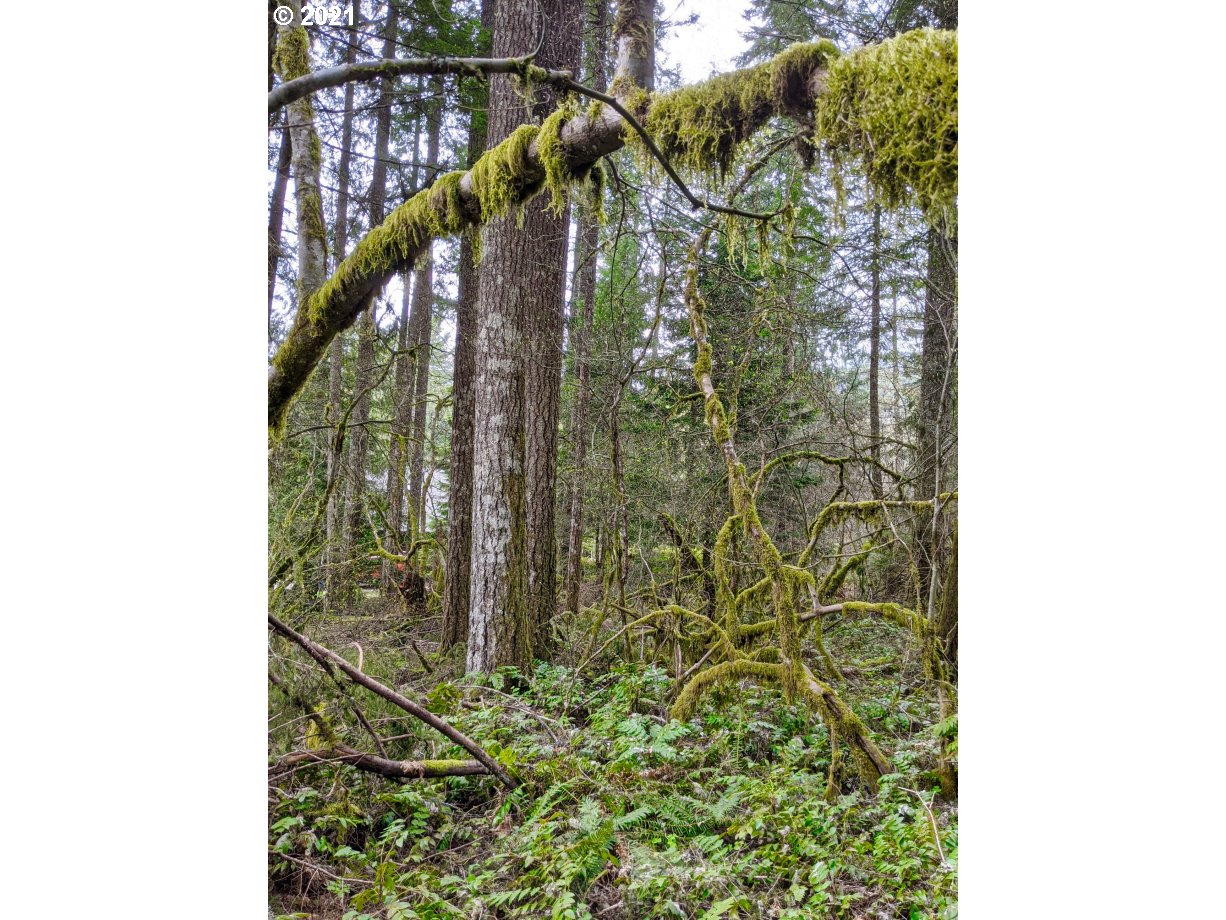 0 East Lolo Pass Road Rhododendron, OR 97049 - Photo 1 of 8 a view of entryway