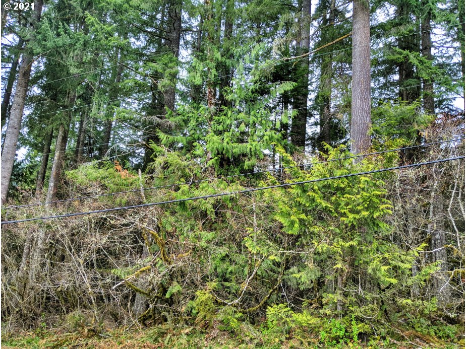 0 East Lolo Pass Road Rhododendron, OR 97049 - Photo 3 of 8 a view of a forest with a tree