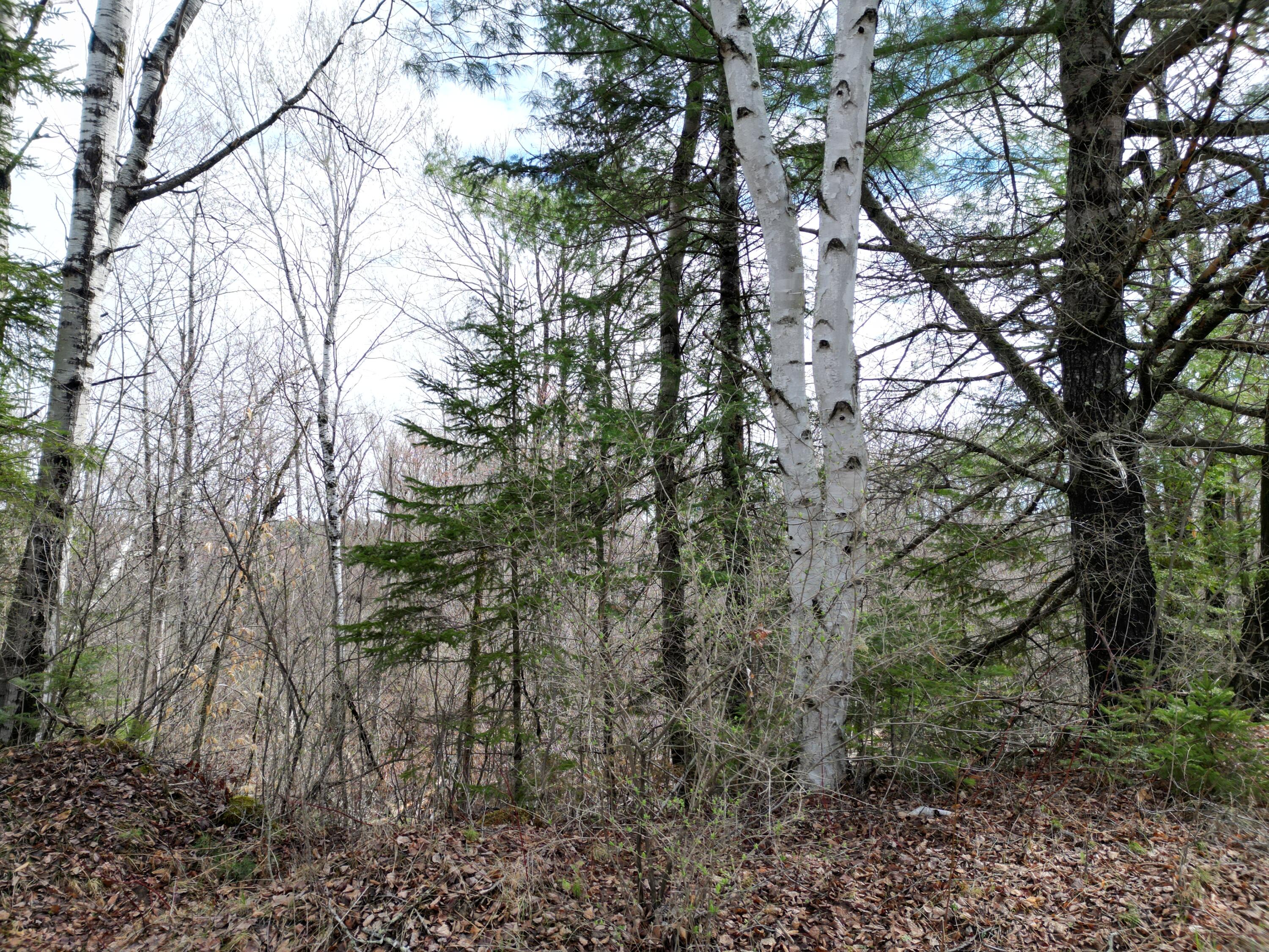 Lot 46 Merriman Rd Island Falls Island Falls, ME 04747 - Photo 6 of 16 DJI_0307