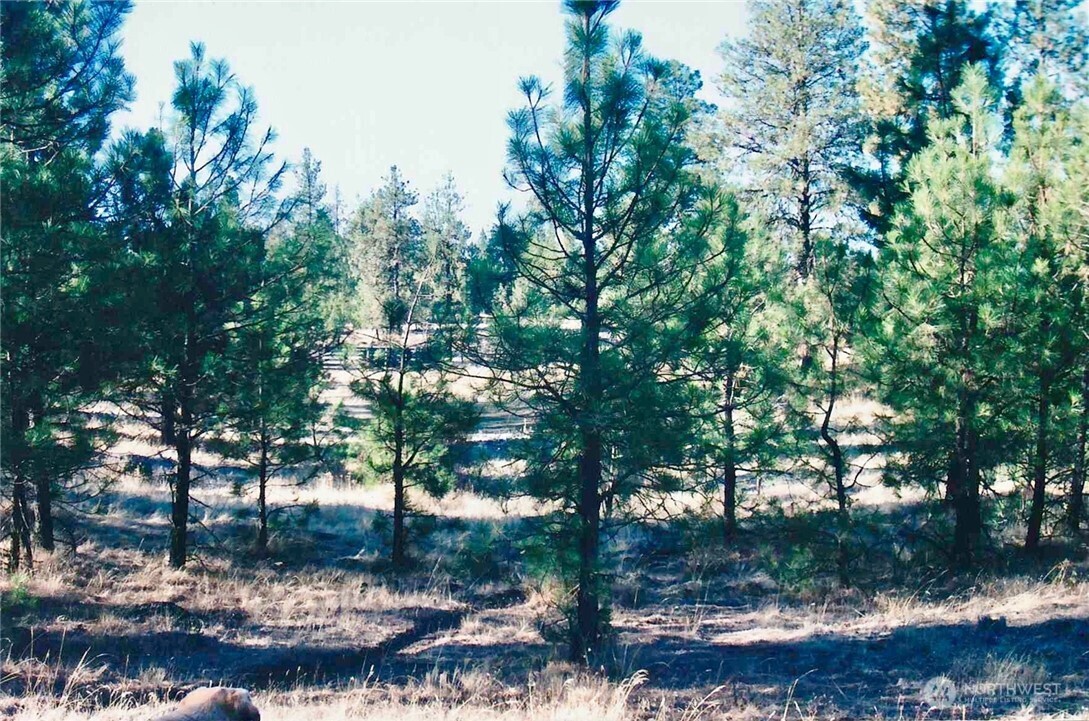 11300 South Stangland Road Medical Lake, WA 99022 - Photo 24 of 27 a view of a yard with large trees