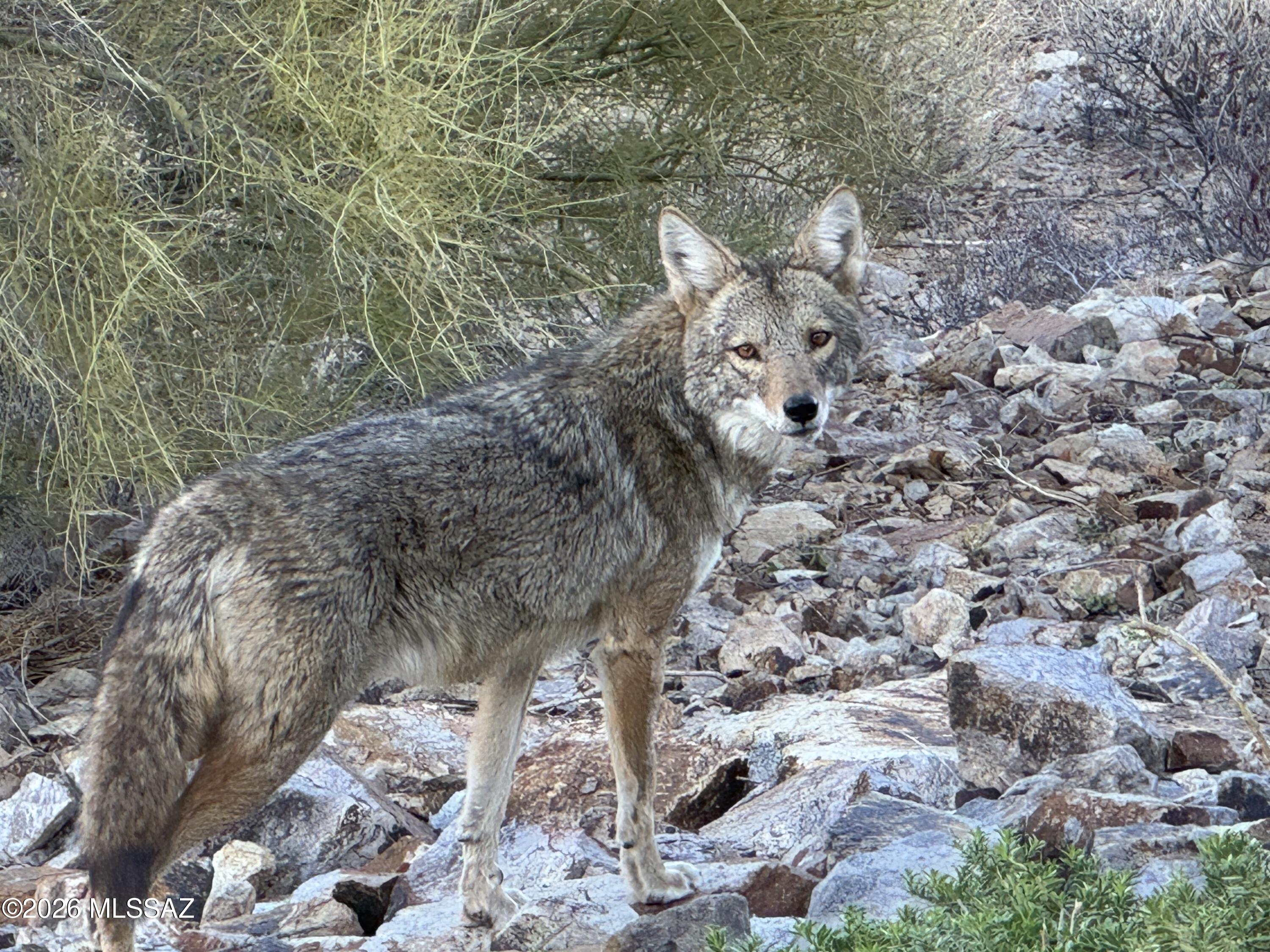 3955 West Coyote Ridge Trail Tucson, AZ 85746 - Photo 40 of 46