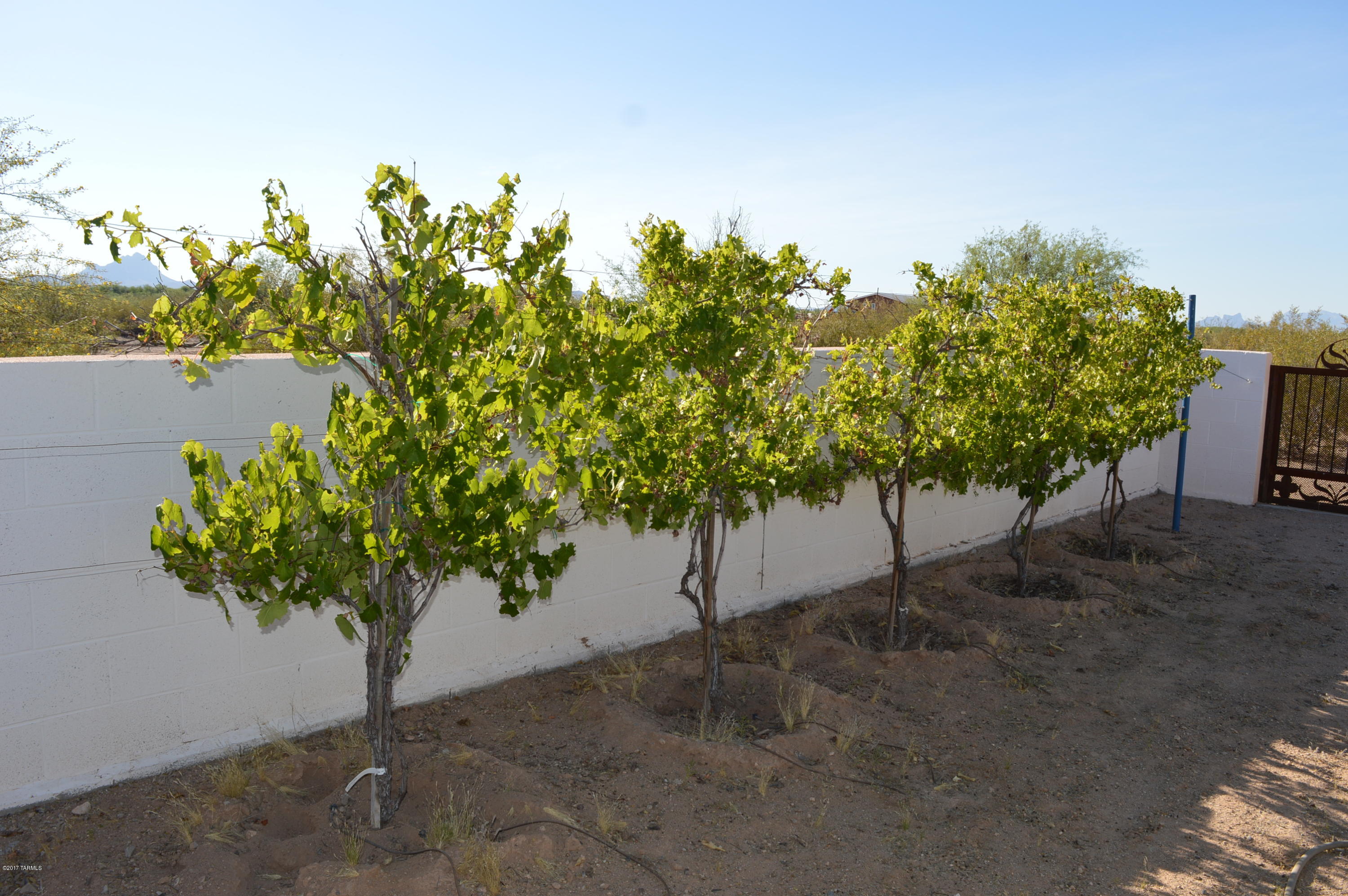 10695 North Derringer Road Marana, AZ 85653 - Photo 10 of 25 Gallery Image 10