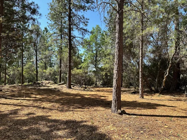 a view of empty space and covered with tall trees