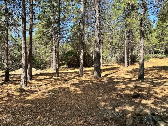 a view of a yard with plants and trees