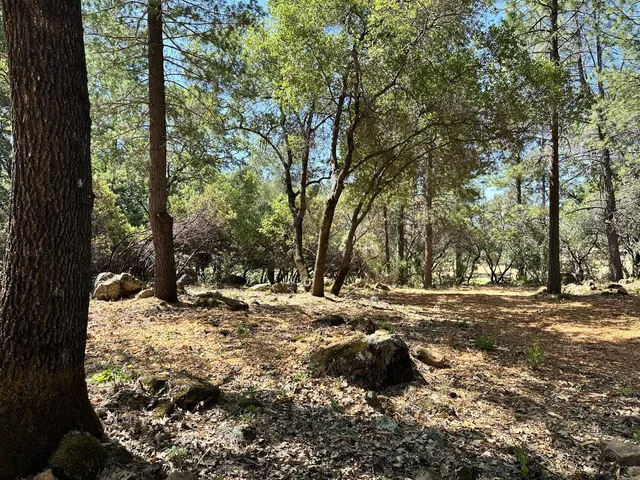 a view of a tree with some trees