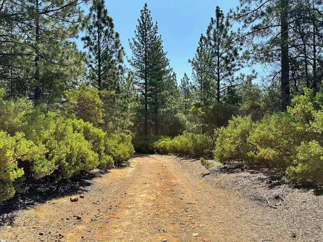 a view of a yard with trees