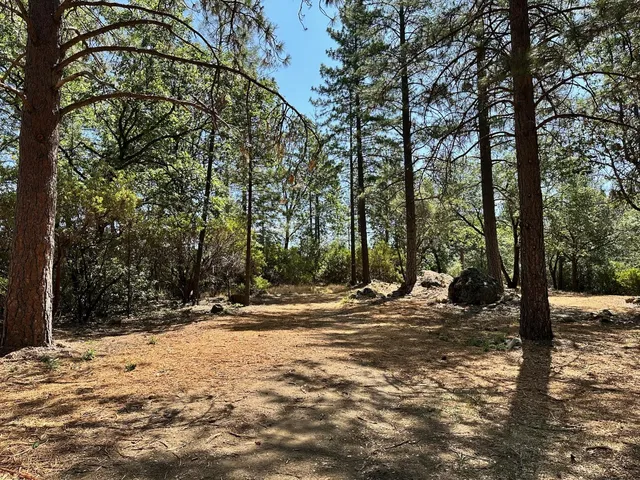 a view of a tree in the middle of a yard