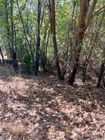 a view of a yard with trees