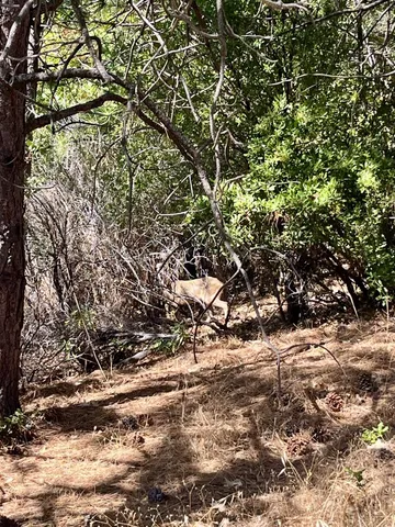 a view of a dirt road with trees in the background