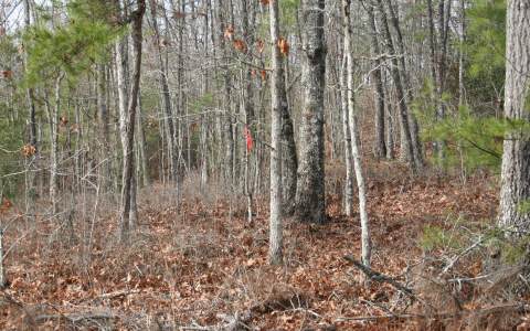 Vl Voylestown Road Morganton, GA 30560 - Photo 1 of 1 Main View