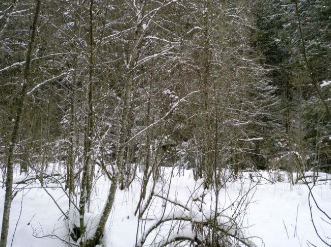 Tbd Spring Valley Road Elk, WA 99009 - Photo 11 of 22 Gallery Image 11